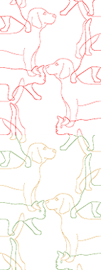 hundkatze - rapport